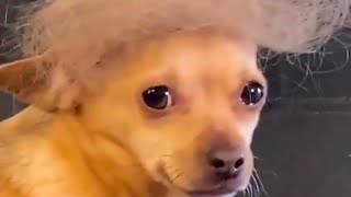 Funniest Dog Videos Ever (Part 1)