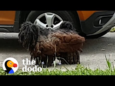 Video: Uw aankopen Ondersteuning Honden zoals Russell, een eerder gematteerde verdwaalde die werd gered & aangenomen!