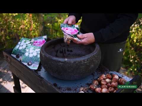 Video: Plantning Af Tulipaner Om Foråret: Hvornår Og Hvordan Man Planter Korrekt I åben Grund Og Potter