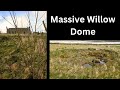 Planting a massive living willow dome