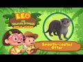 The Smooth-Coated Otter | Social and Playful Animal! | Leo the Wildlife Ranger | Fun Animal Facts