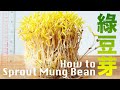 【Eng Sub】輕鬆發綠豆芽  洗菜篩就搞定  沒有化肥催芽 三色炒豆芽  How to Sprout Mung Bean