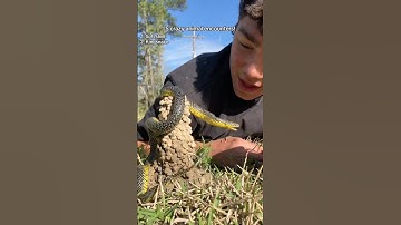 The Gophersnake was my favorite!  #Snakes #reptiles #animals #herping #funny #herpetology #animals