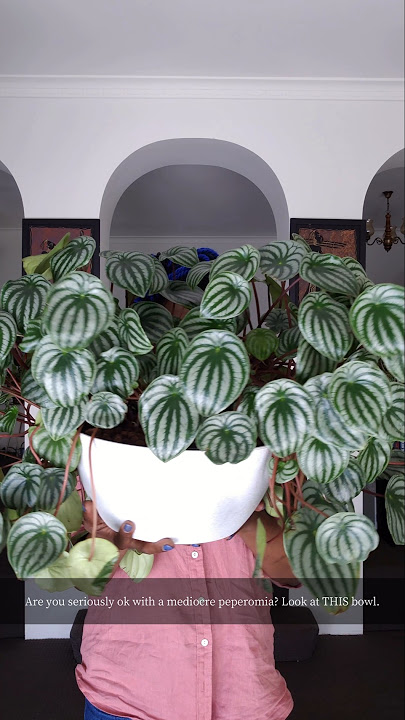 Watermelon Peperomia As You Have Never Seen