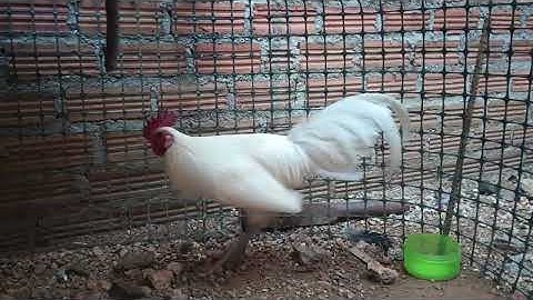 QaibDib dawb f2 Nyiam Nug Tau 0302132069...02095873356