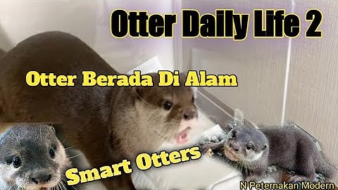Berang-Berang Pintar Bersama Kelompoknya Di Alam Liar ; Otter Daily Life 2