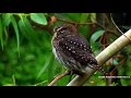 Aves Parque Urbano Natural ( CONAF LA LIGUA)
