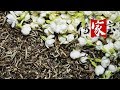 [ 我有传家宝 ] 福州茉莉花茶制作工艺 | CCTV