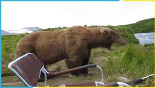 Bears VS. Humans Fail Compilation 2017 - BestViral