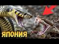 🐍  10 самых опасных животных Японии | Смертельно опасные существа
