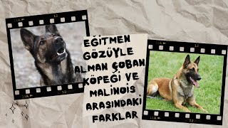 EĞİTMEN GÖZÜYLE BELÇİKA MALİNOİS VE ALMAN ÇOBAN KÖPEĞİ ARASINDAKİ FARKLAR NELERDİR?