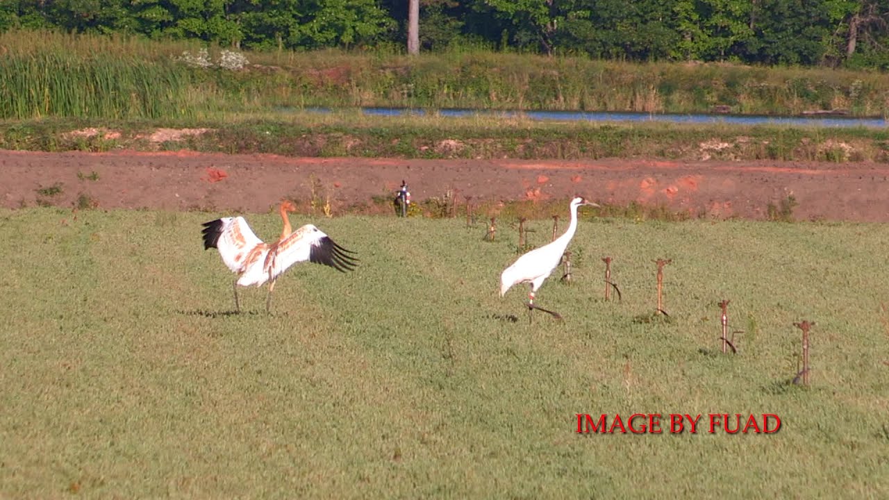 WHOOPING CRANE WITH YOUNG WOOD COUNTY WISCONSIN 2014 YouTube