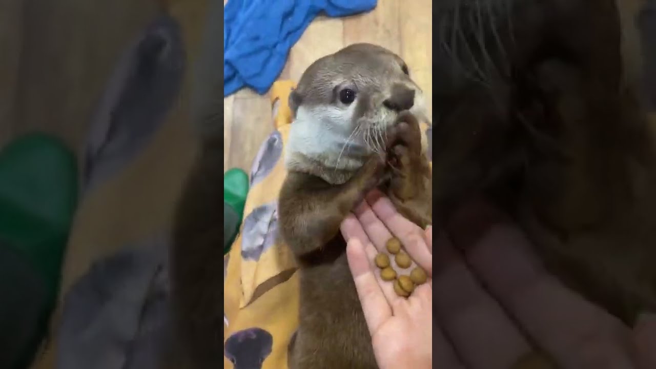 Baby otters eating  