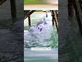 Trapped Young Whale Is Freed #shorts