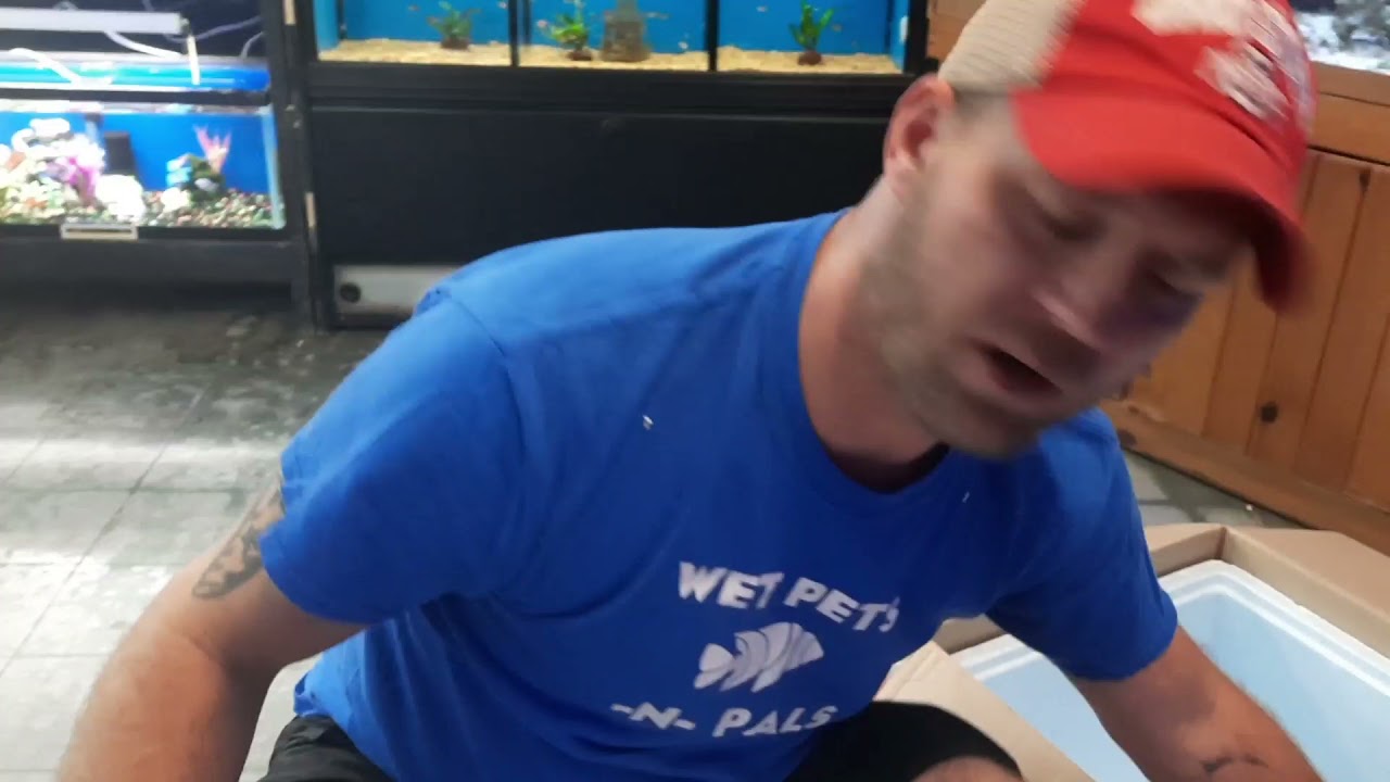 11921 small order live tropical fish unboxing. YouTube