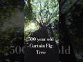 The Tree That Ate The Forest | 500 Year Old Curtain Fig Tree
