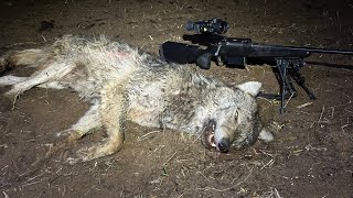Охота на волка в Беларуси🐺 / Wolf hunting 🐺