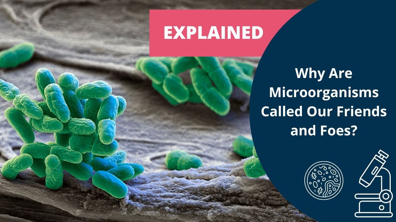 HOTS Questions | Class 8 Microorganisms | Why Are Microorganisms Called ...