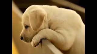 Pedigree Puppy - Australian Television Ad - Saturday 23rd October 2010