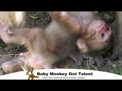 赤ちゃん猿 自慢げに木登りする赤ちゃん猿 / Baby monkey showing off his tree
