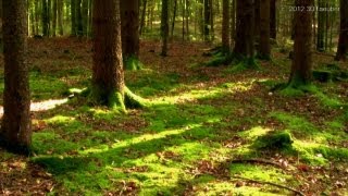 A Forest Dreamscape
Lean back and re-charge your batteries, for all you people that have not got the time to go out into real nature, have fun and enjoy! :) Take this virtual walk.
If anyone wonders how the saturated green moss felt... it was softer than the softest carpet I ever walked on and it felt alive you could feel the being that it is, and it came up again right after I lifted my foot, it felt like an air pillow below it.. amazing. Sun was shing a few beams onto it you could smell all the forest, the ground and some light breeze and there was thin mist in a distance which also can be seen in this video... is it possible to fall in love with a forest, I guess so...
Stills images can be very relaxing whereas a walk through nature is too fast to see every detail, so I try this dreamscape version along with calm music.. the piano and flute is played by myself.
You remark becoming a part of the forest as people stop when they see you and ask for the way. If only anything in life would be as easy as the right passage through a forest?! I start to feel like a ranger lol ;) Life is not fun when everything is just easy, it would be very boring. To accomplish a task is very fulfilling, this is why I roam the forest packed with heavy technical stuff and coping with many technical issues that you dont see when I upload the result of my work, which I love. ...not because its easy but because its hard!... (J.F.K. 1962 moon speech). We all have a personal moon mission...
LOCATION:
A forest in bavaria / germany. A Forest Dreamscape