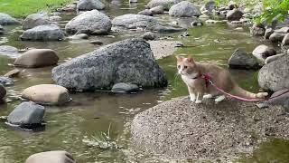 Medi Cat went down to play by a stream by Medi Cat 170 views 11 months ago 57 seconds