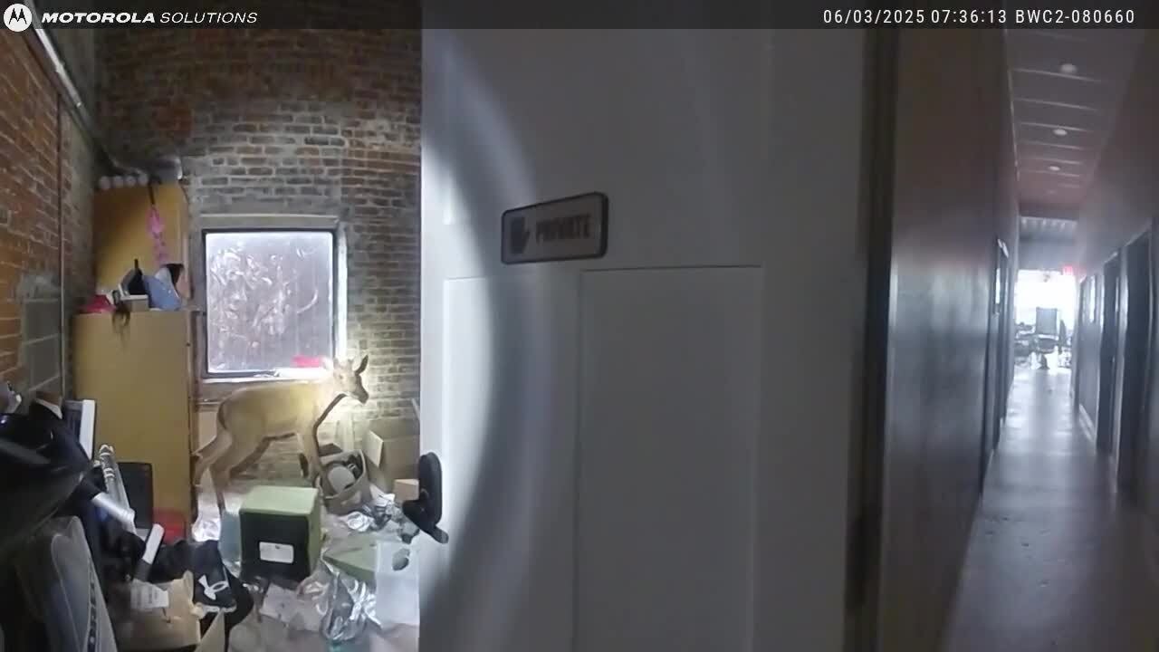 Deer breaks into Keokuk hair salon