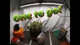 Week 17 Photoperiod Grow (One to go!)