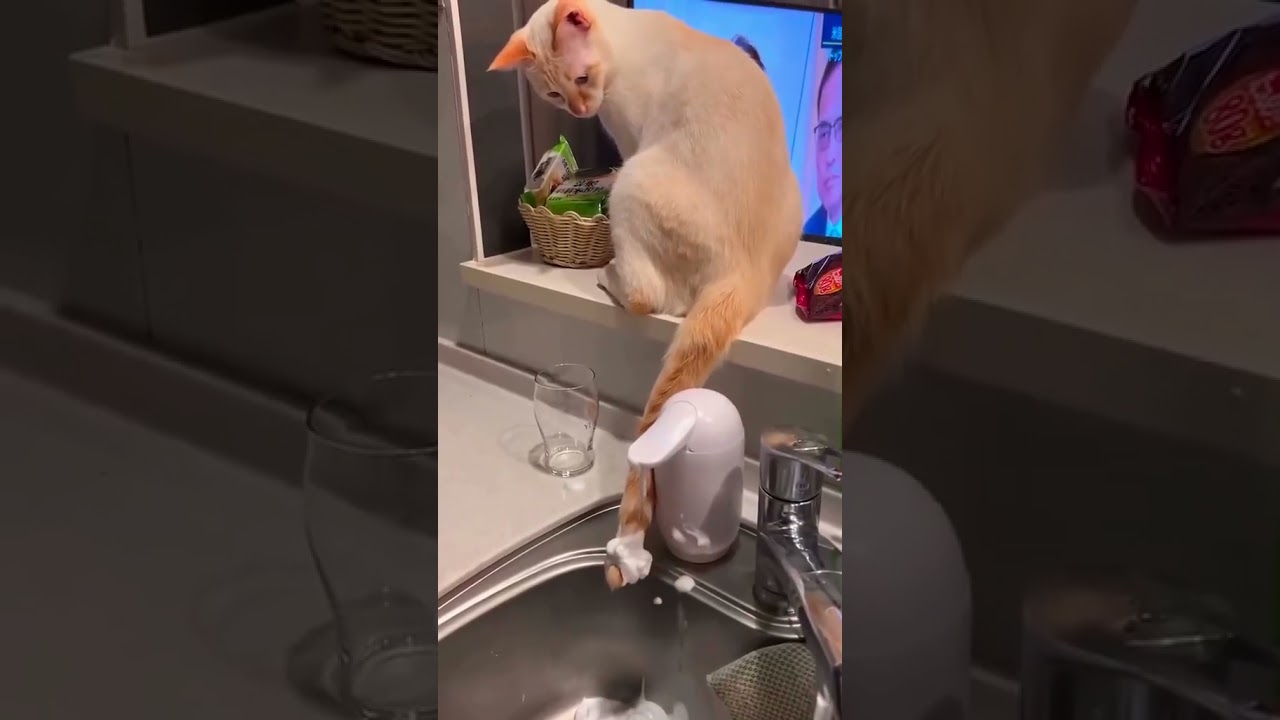 funny pet cat 