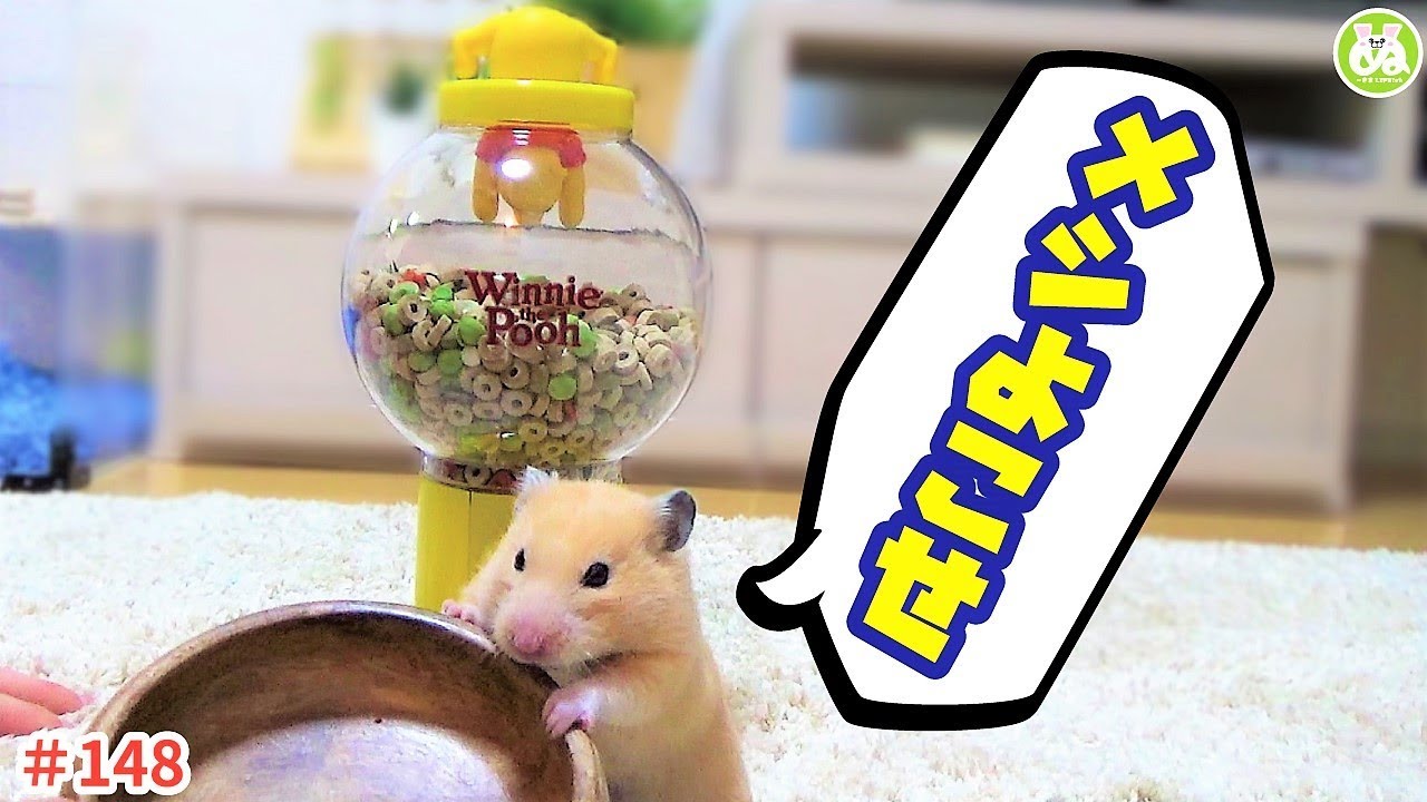 プーさんのエサガチャを見せた結果、ハムスターのエサくれアピールが プーさんのエサガチャを見せた結果、ハムスターのエサくれアピールが