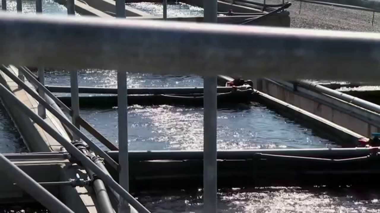 Aquacultura de Macroalgas - Inovação made in Portugal