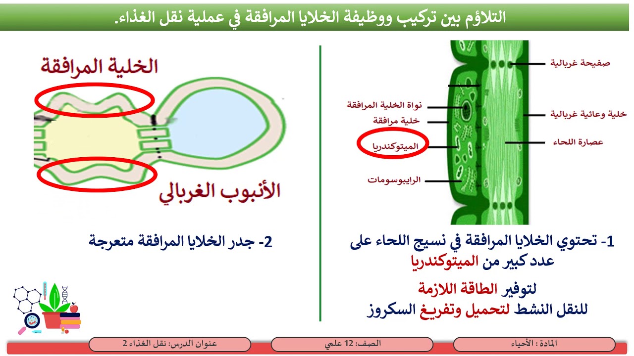 الصف الثاني عشر   المسار العلمي   الأحياء   نقل الغذاء 2 مصادر السكر و التحميل النشط