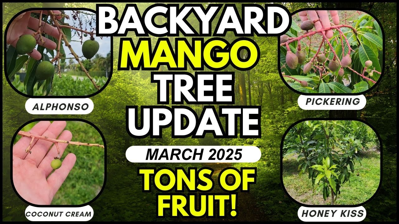 Backyard Mango Tree Update - March 2025 (Alphonso, Pickering, Coconut Cream, Honey Kiss)