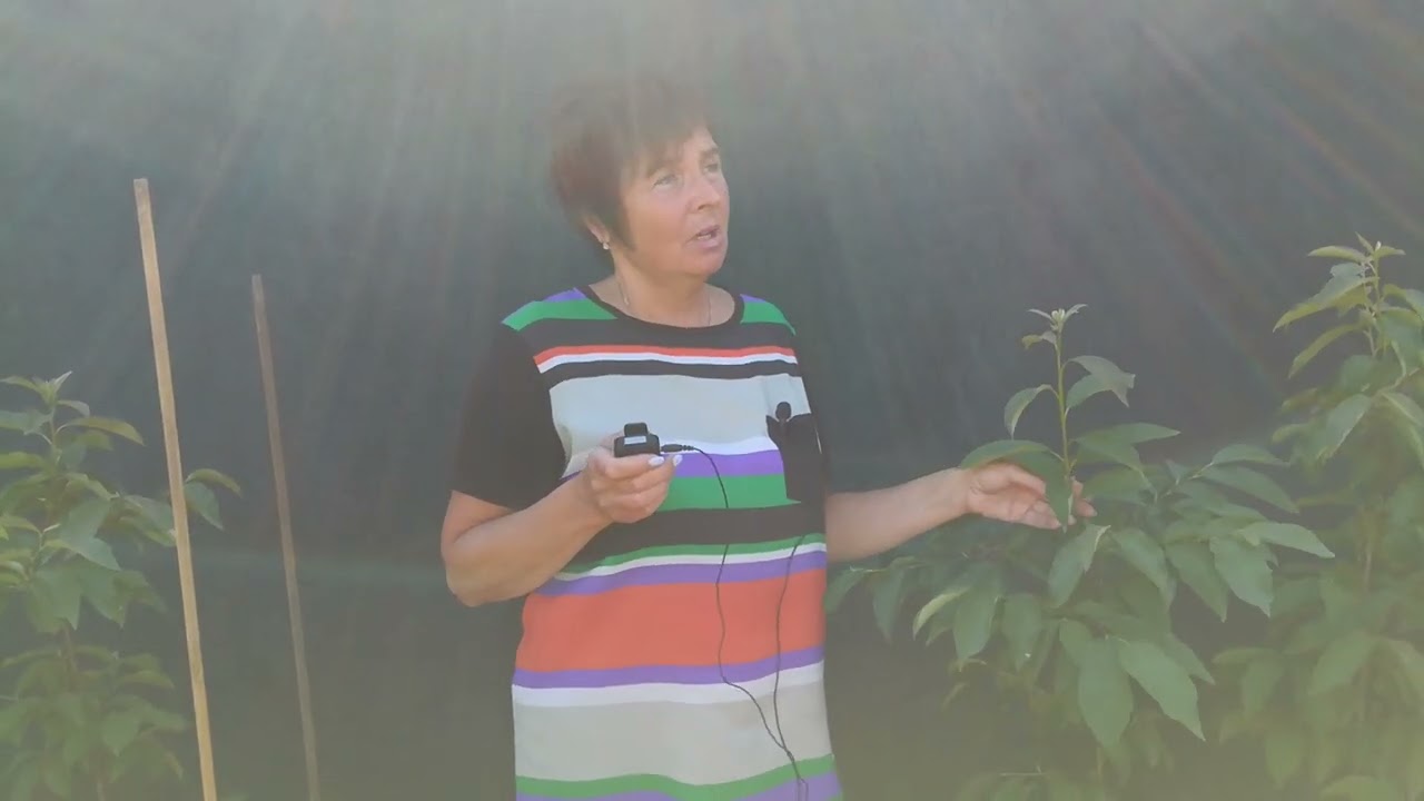 Плодоносящие саженцы хурмы по низкой цене.