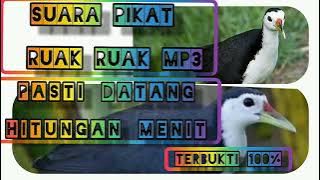 🔴suara pikat ruak ruak siang hari mp3 2021