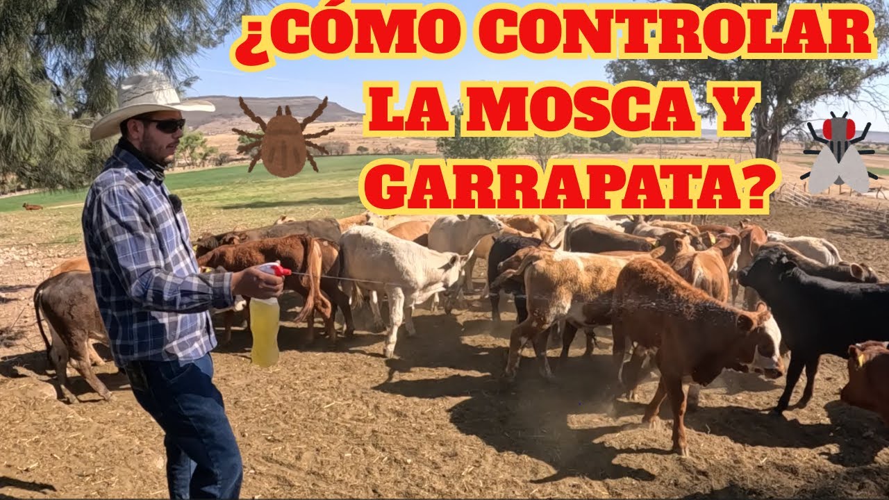 ¿Como CONTROLAR la MOSCA y GARRAPATA? | El MEJOR liquido INSECTICIDA| RancheandoAndo