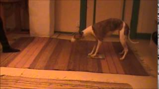 Yermoloffs Sky Pilot Kira 2015-02-11
