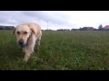 Lara the golden retriever plays with the ball