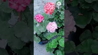 Flower Plant Care. To Get Maximum Flowers On Your Geranium Plant.