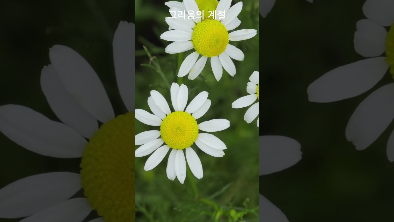 그리움의 계절 Quiet Moments 조용한 순간 | K-pop Ballad