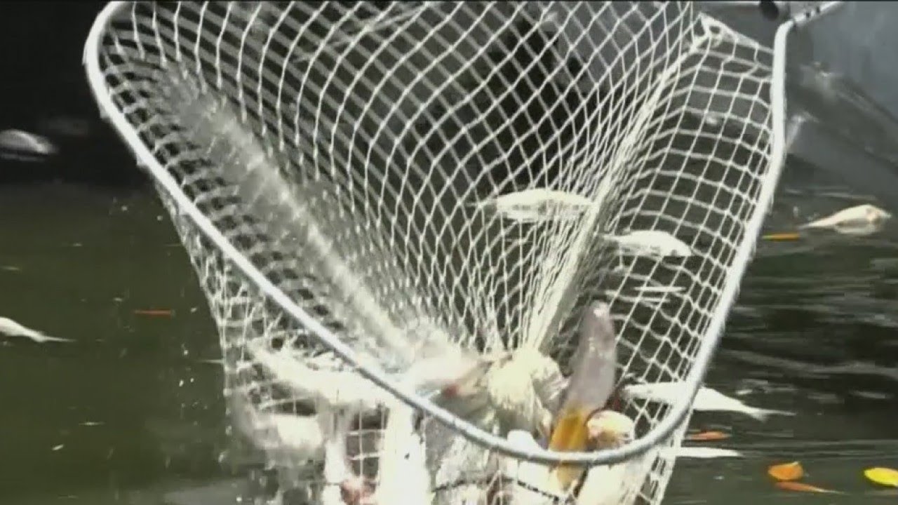 Red Tide: Contractors begin removing dead fish from canals, waterways in Manatee County