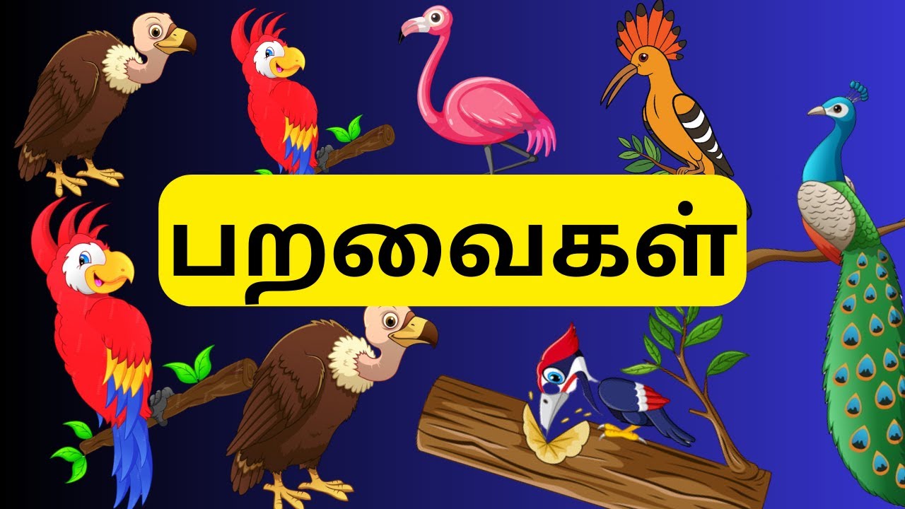 பறவைகளின் பெயர்கள் | learn Birds name in tamil for kids@A&Mtv 