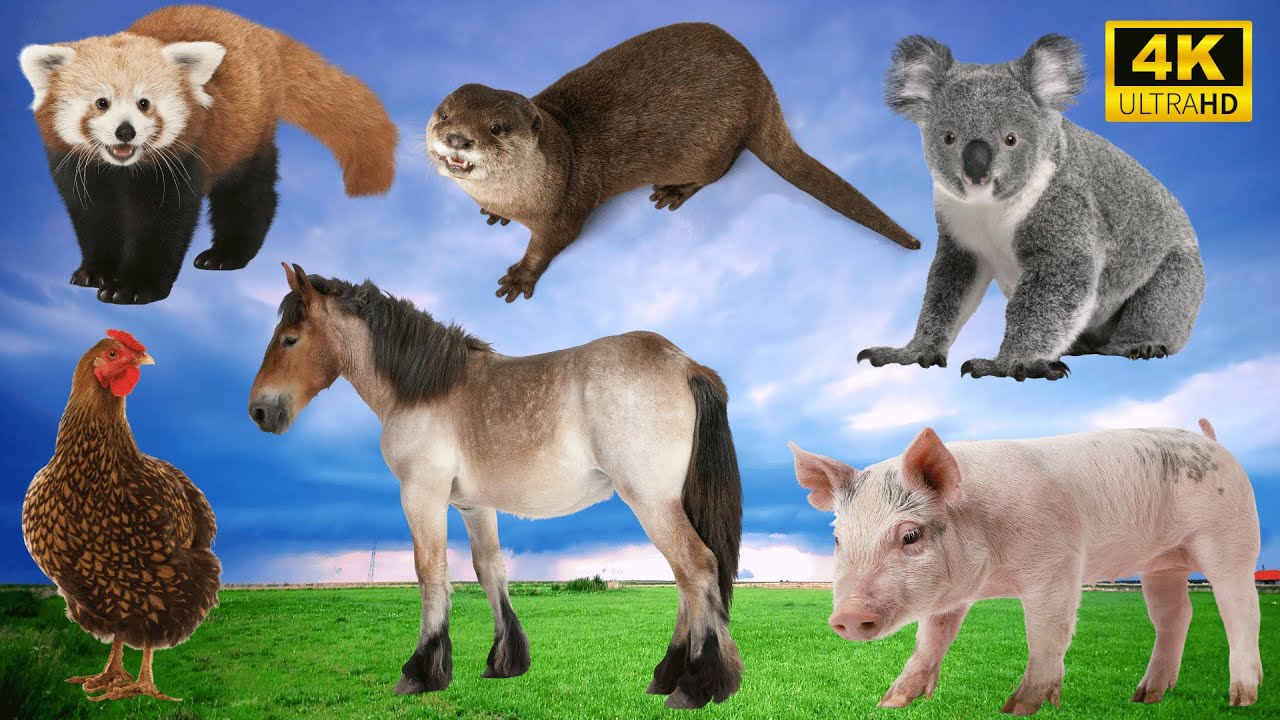 4K Wild Animal Sounds: Raccoon, Otter, Chicken, Horse, Pig, Koala ...