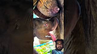 #elephant #babyelephant #youtubeshorts #viralvideo #shorts #safari #cute #love #elephantlove#viral