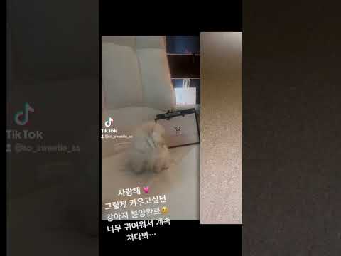 내강아지 제니 0.3~0.5kg시절 🫶🏻🩰🍑