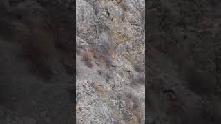 Dağ Keçisi Kavgası