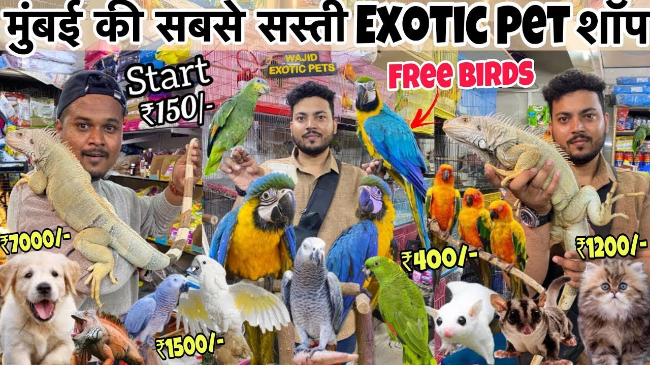 सबसे सस्ती शॉप | Start ₹150/-😱| Cheapest Pet shop in Mumbai | Wajid pet shop | pet market | pet shop