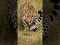 🔥Save Wildlife 🐆 | The Untold Story of Leopard & Gazelle | Respect Wildlife | Nature #savewildlif