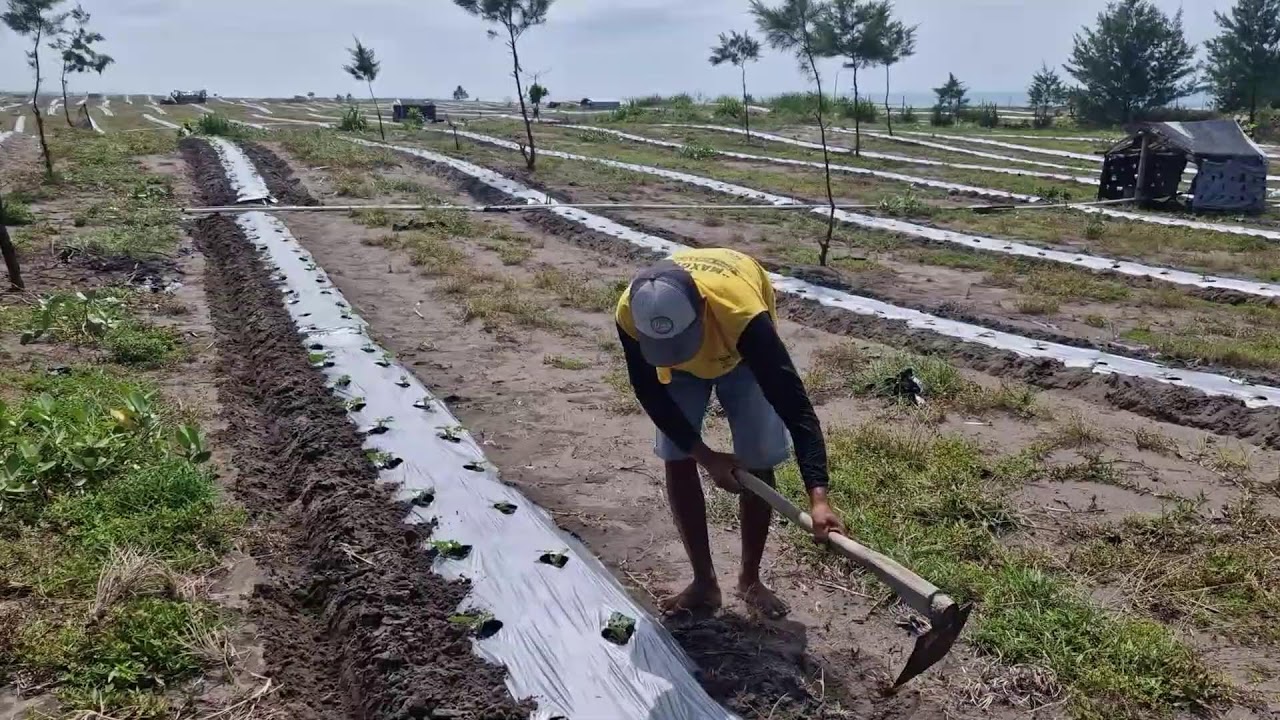 EASY AND CLEVER WATERMELON CARE TIPS FOR MAXIMUM GROWTH AND SWEET FRUITS! - Agriculture Farming
