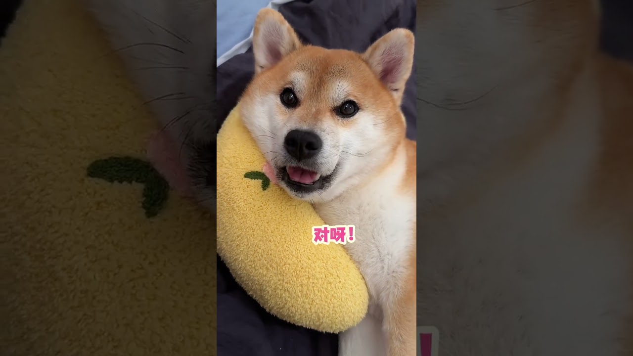 There is a puppy that only fills the emotional value with you, and all the diseases will be cured